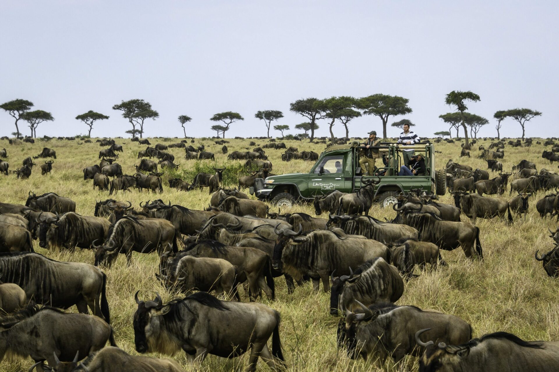 wildebeest on the open plains surrounding a safari vehicle in Kenya on this Southern Africa safari