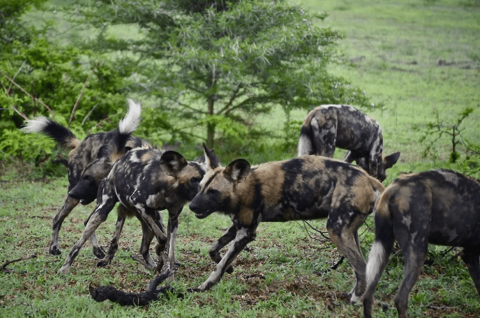 Insider Guide: 8 Things You Need to Know About Tanzania's Southern Circuit, Hyena