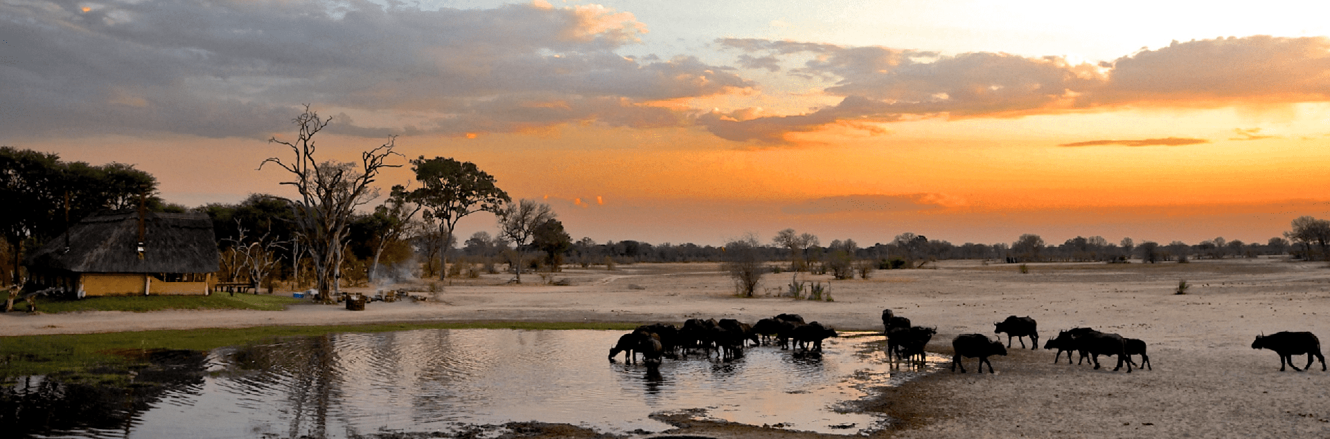 a herd of cattle standing next to a body of water.