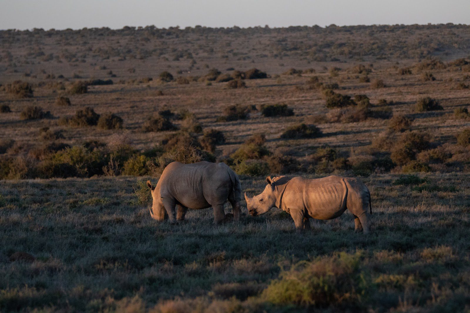 Do You Love Conservation? You Need to Monitor a Rhino on Safari, Rhine Grazing