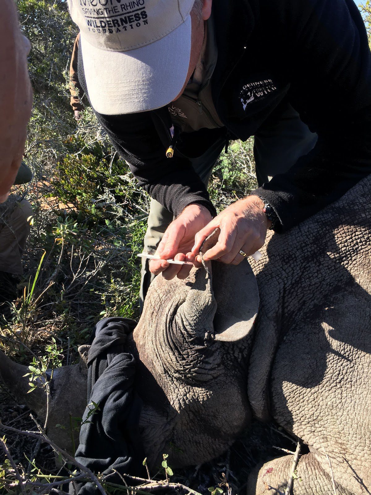 Do You Love Conservation? You Need to Monitor a Rhino on Safari, Wildlife Vet