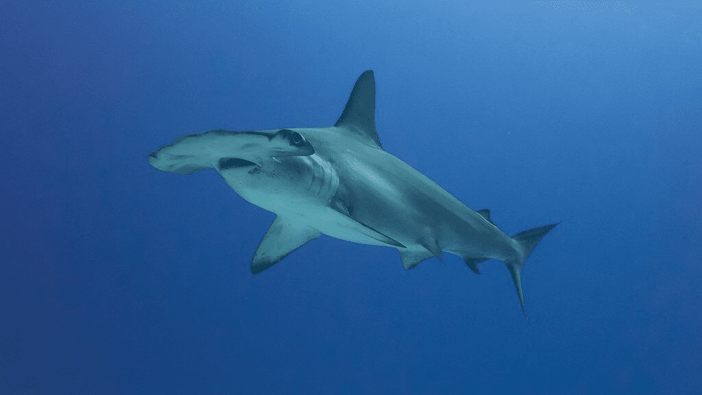 Hammerhead shark swimming in the deep blue ocean.