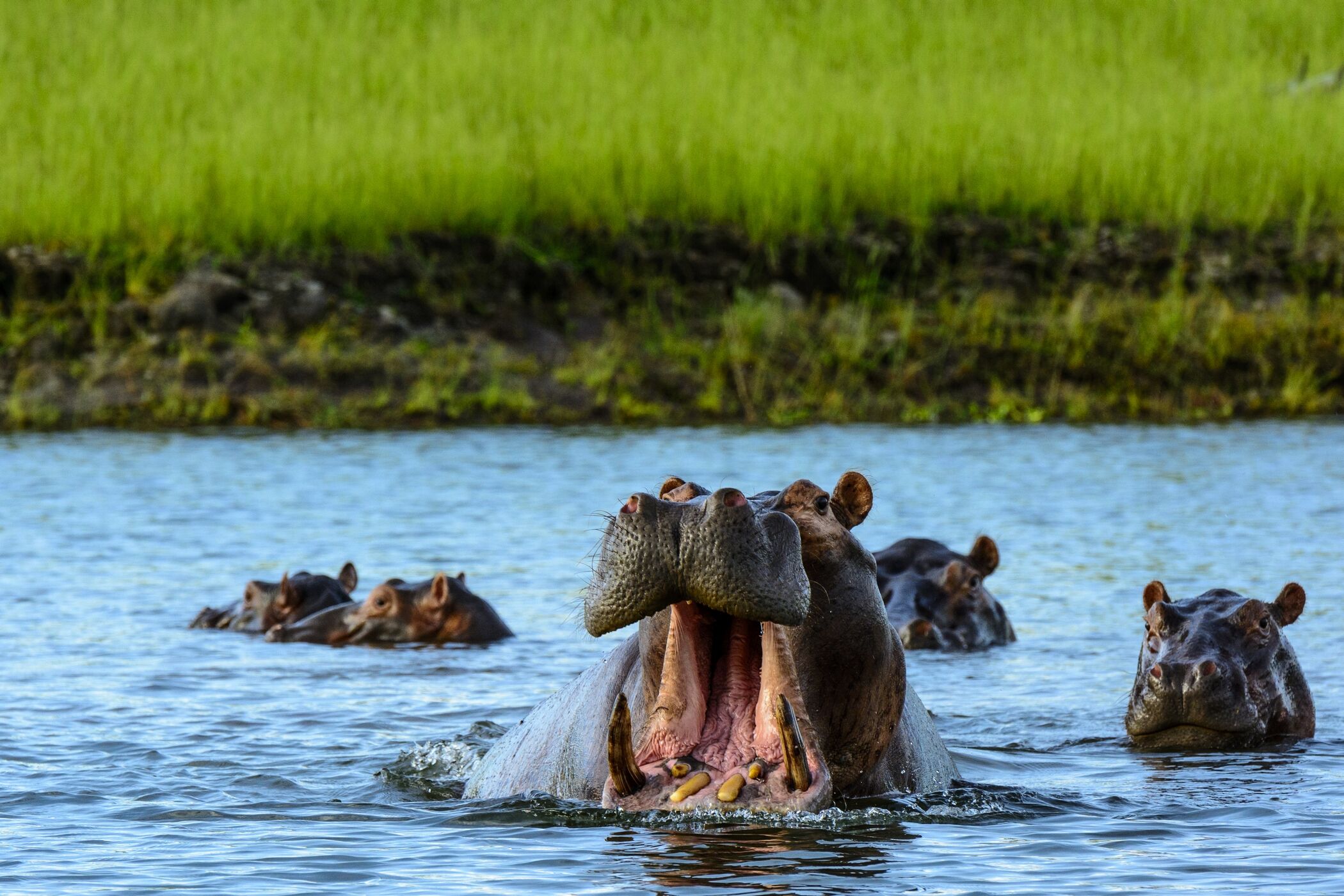 hippo yawning with hippos in background