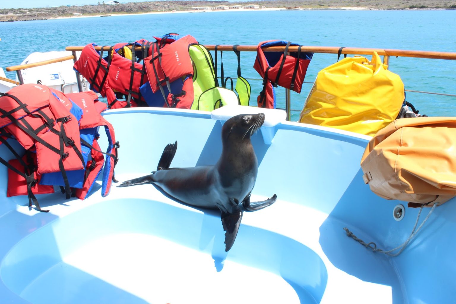 a curious seal sits inside an empty hot tub aboard a Galapagos cruise boat, surrounded by colorful life vests and dry bags.