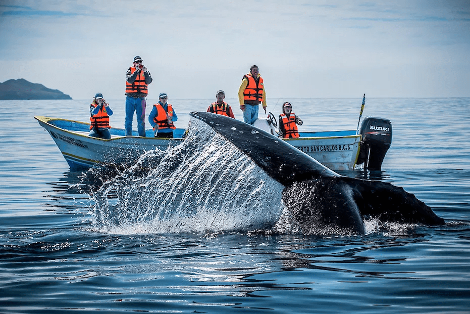 If You Like the Galapagos, You’ll Love the Baja Peninsula, Whale Watching