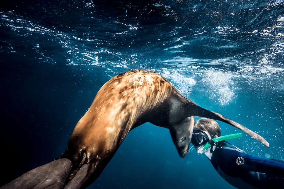 a snorkeler gets nose-to-nose with a sea lion, just below the deep-blue ocean’s bubbly surface while on an Africa snorkeling safari