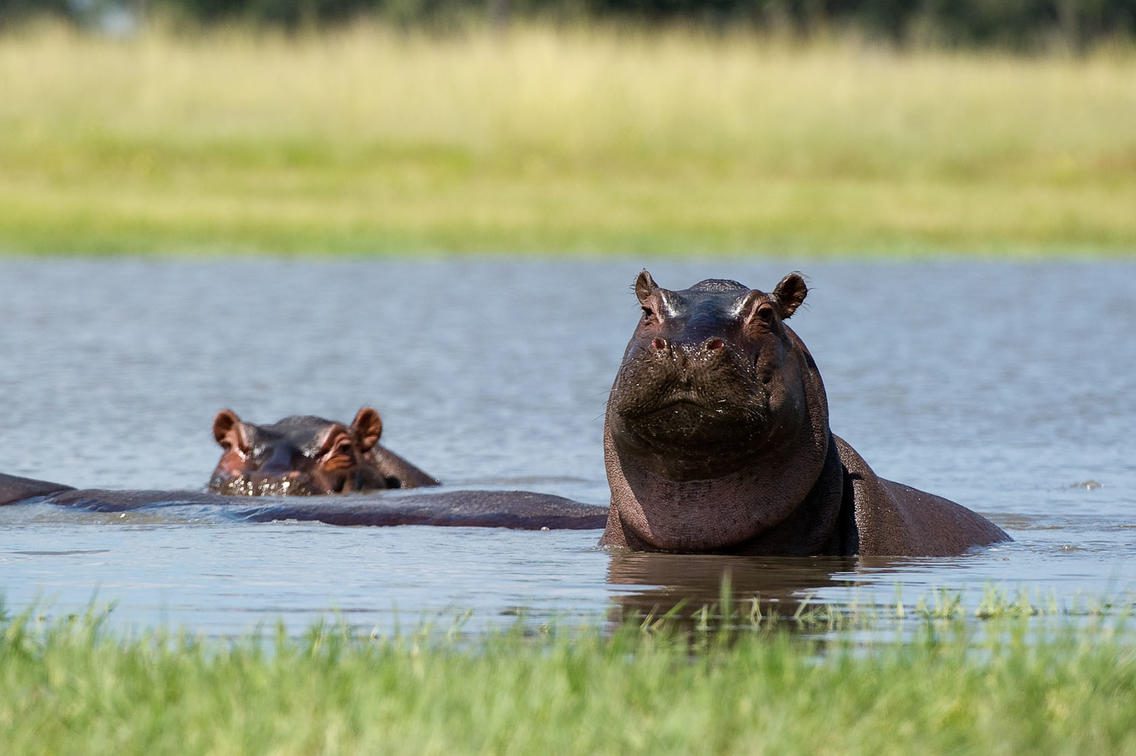hippos lifting head from lake