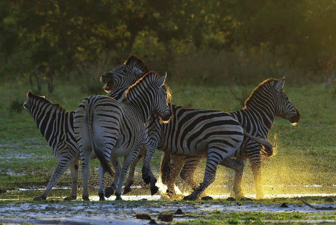 When is the best time to travel?, Zebras