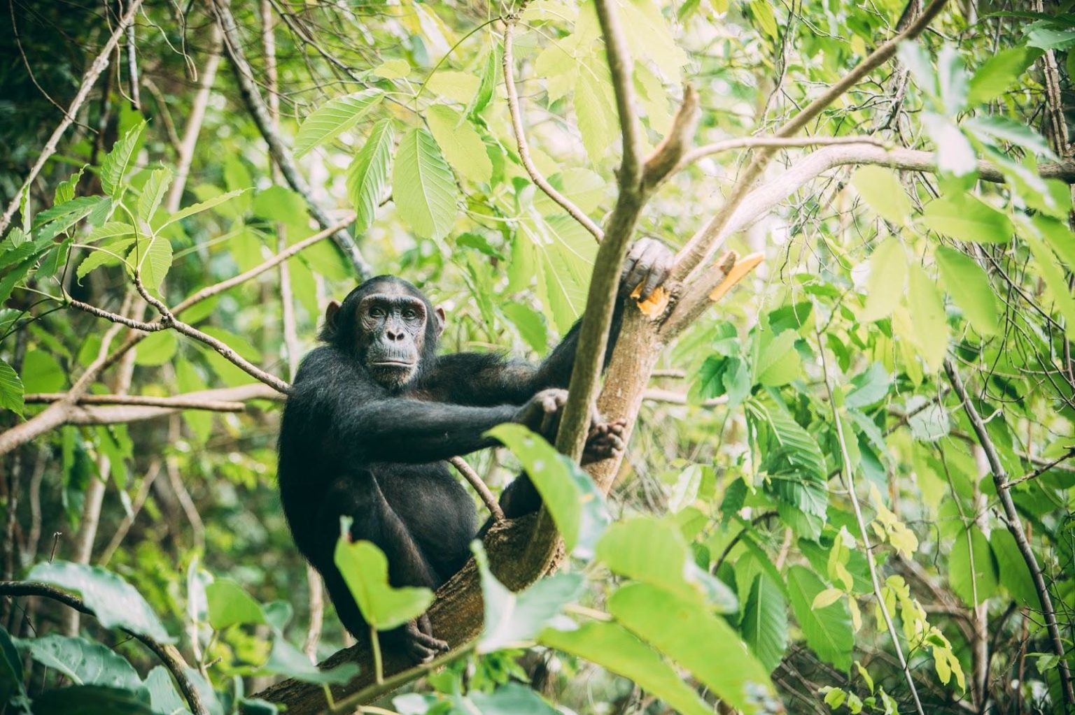 chimp holding onto branches in a green canopy of trees