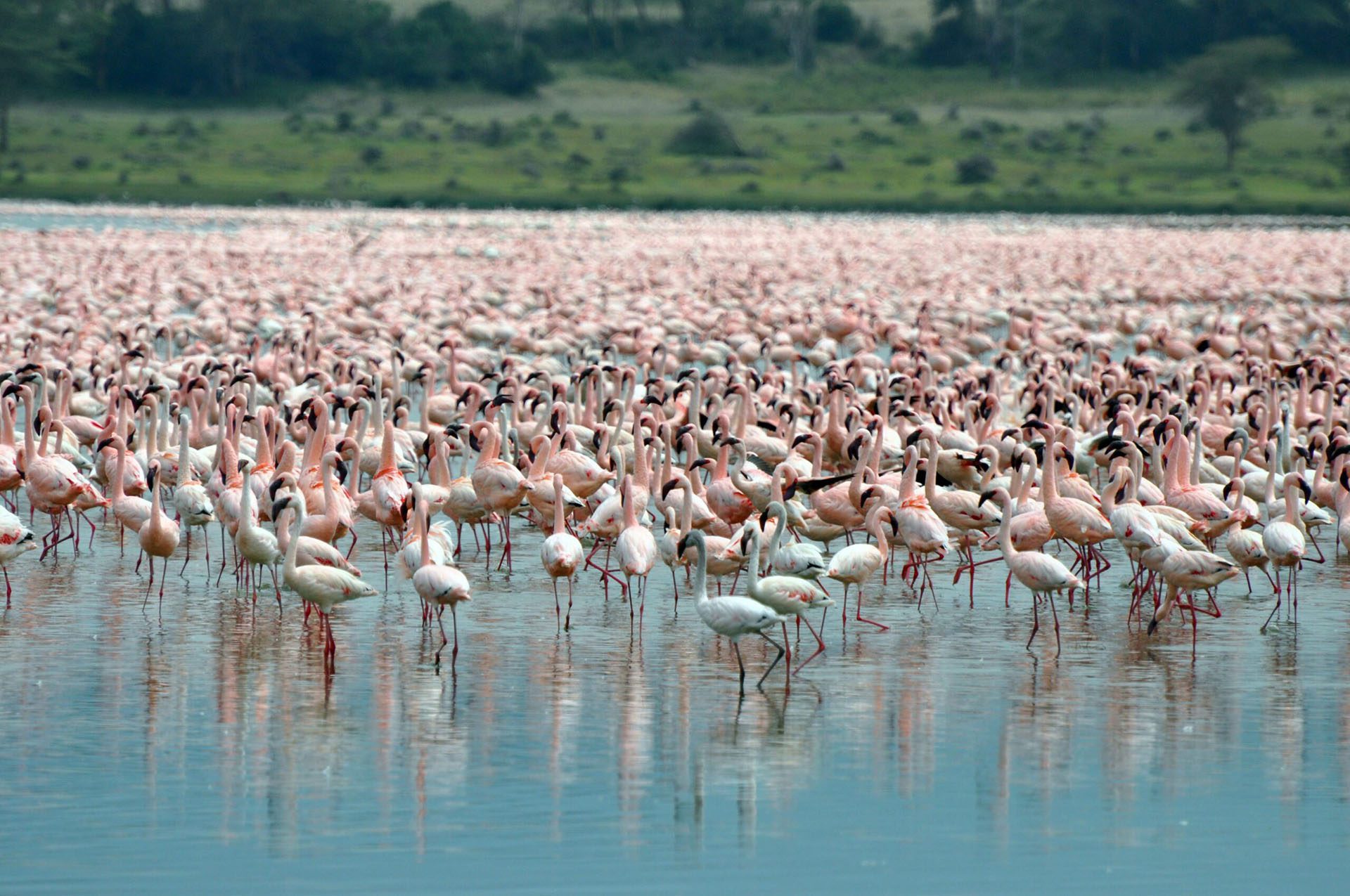 a large group of flamingos standing in the water.