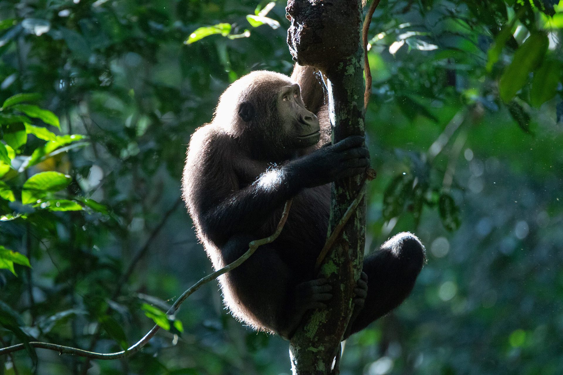 a brown and black animal sitting on a tree branch.