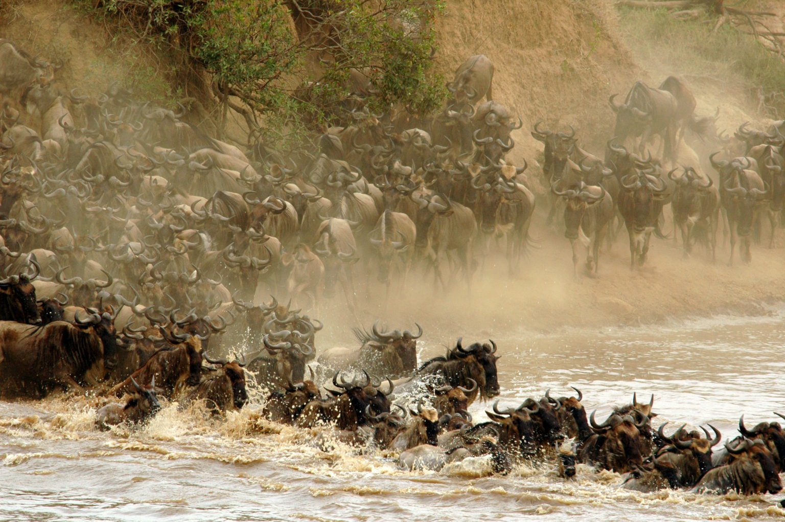 wildebeest migration crossing the river