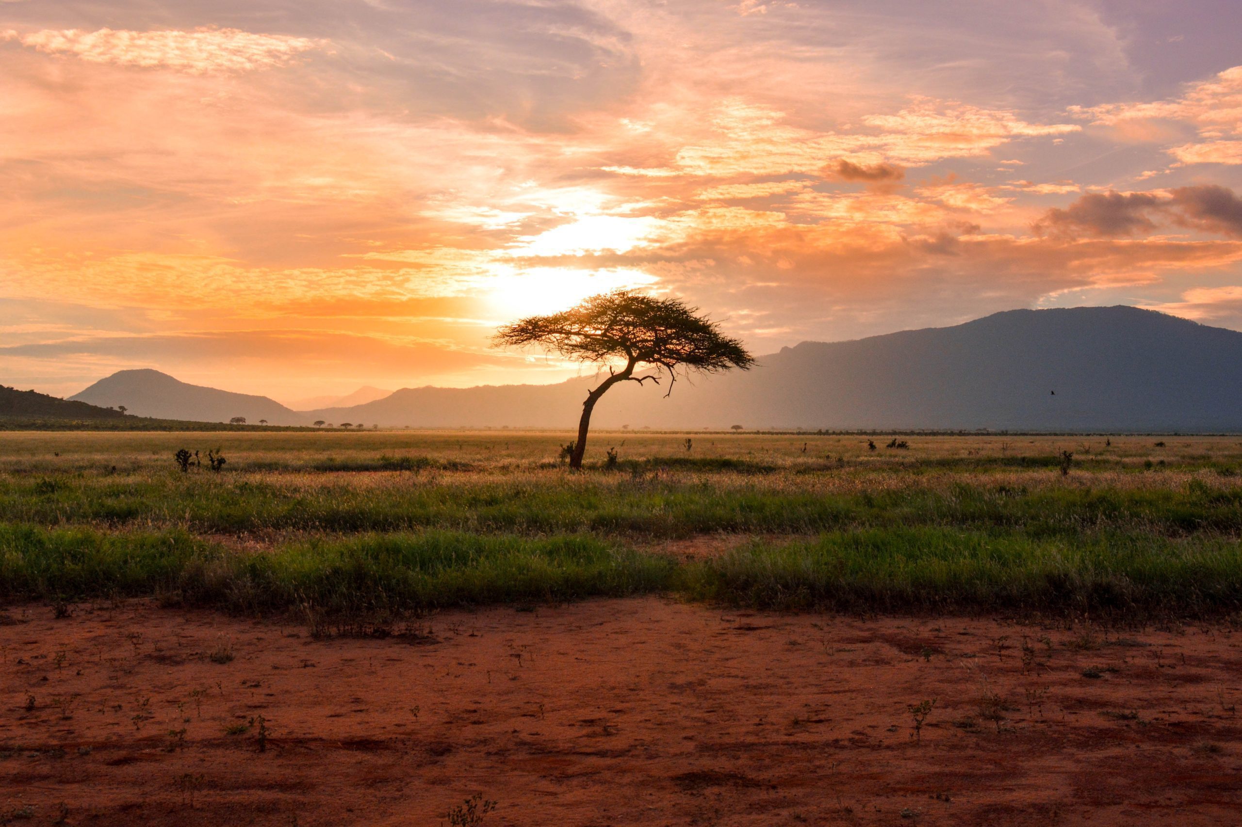 Kenya Luxury Safaris, Acacia Tree at Sunset as seen on Kenya Safari Tour