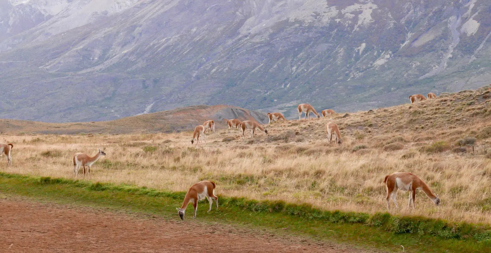 Southern Patagonia: Here's What You Need to Know Before You Go, Wildlife