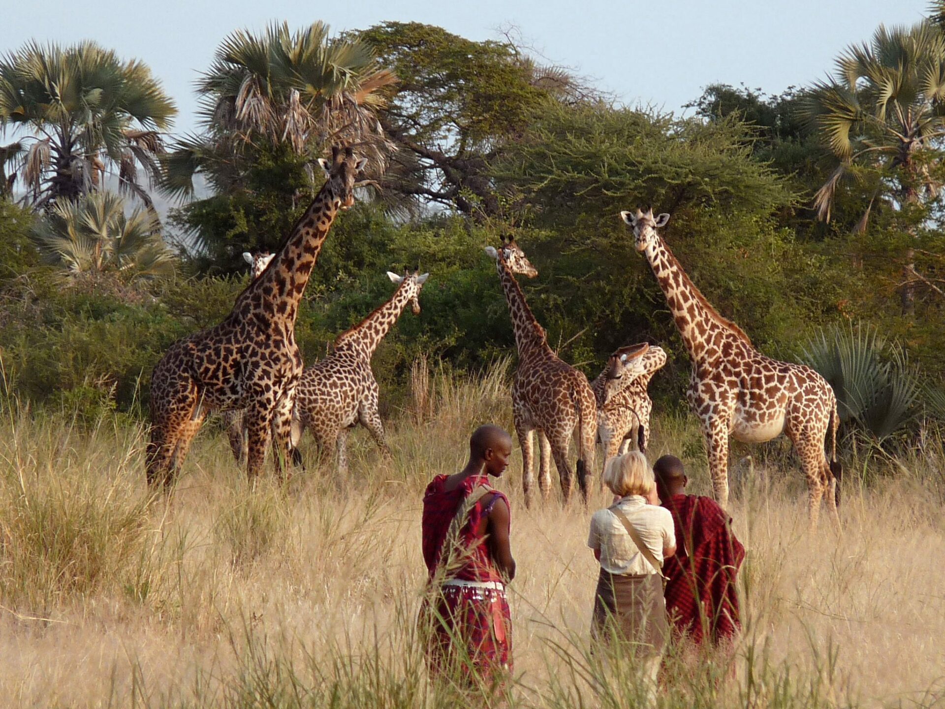 guest on foot with two Maasai guides taking a photo of our tower of giraffes on our luxury Tanzania safari