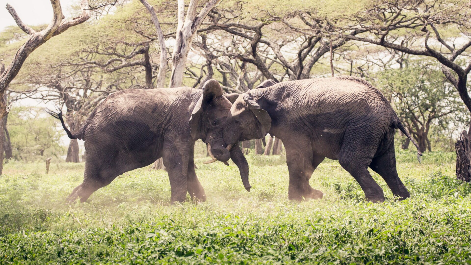 Elephants at Mwiba Lodge