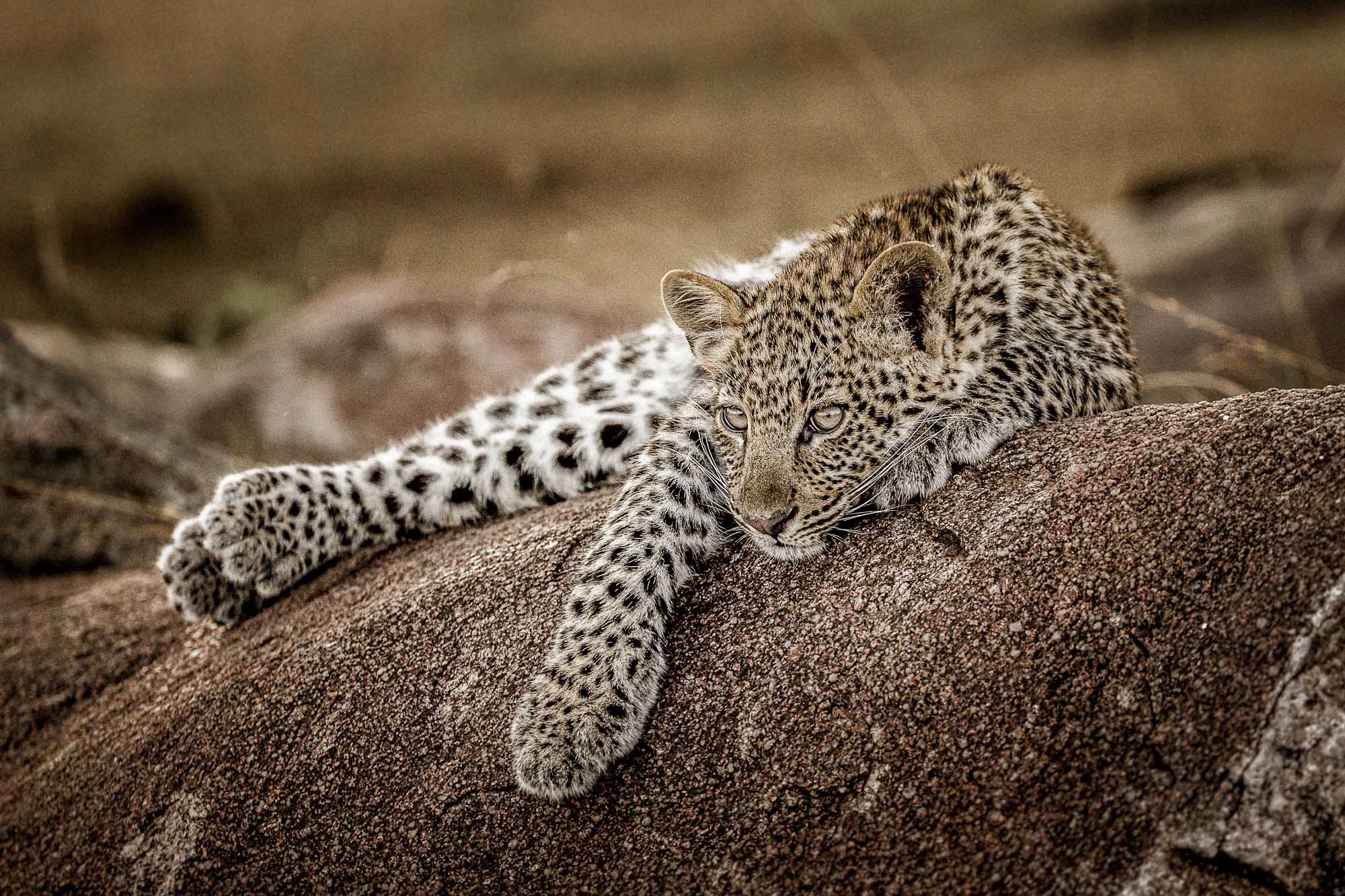 leopard lazing on a rock