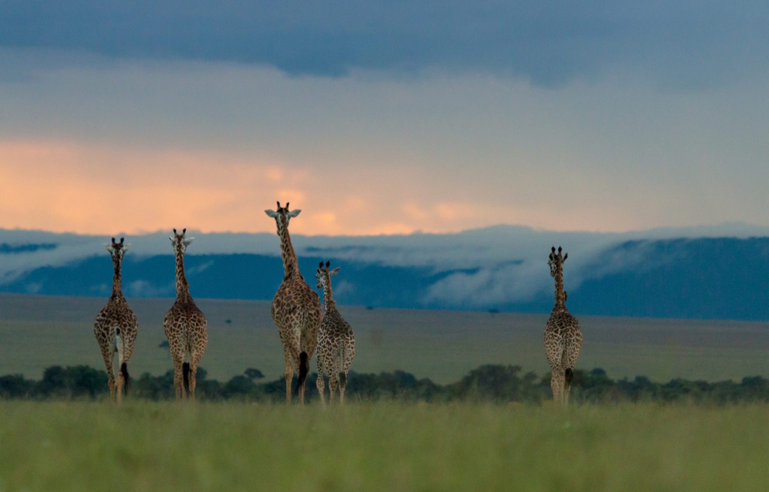 giraffe on the mara plains