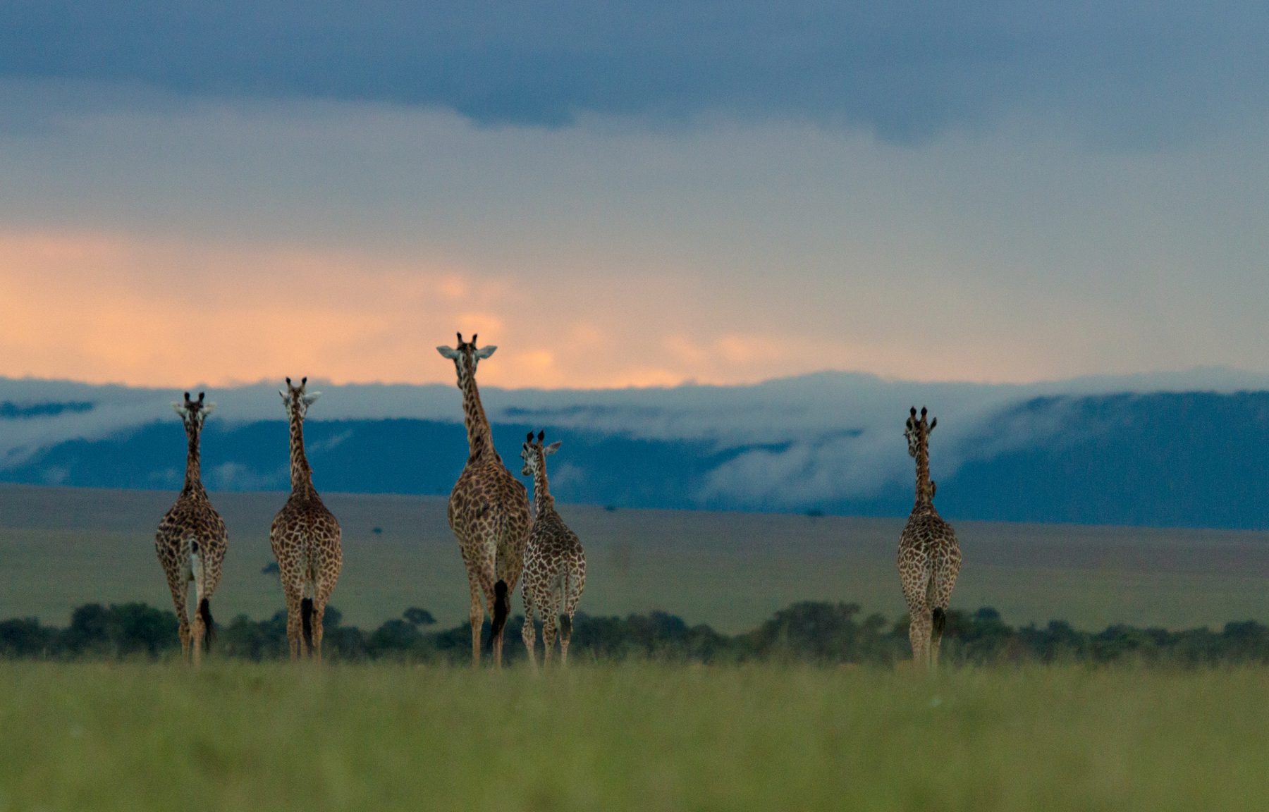 giraffe on the mara plains