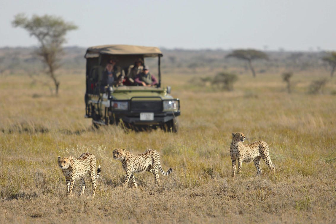 three cheetah walking in front of a safari vehicle in an open plain in the Serengeti on Tanzania big game safari