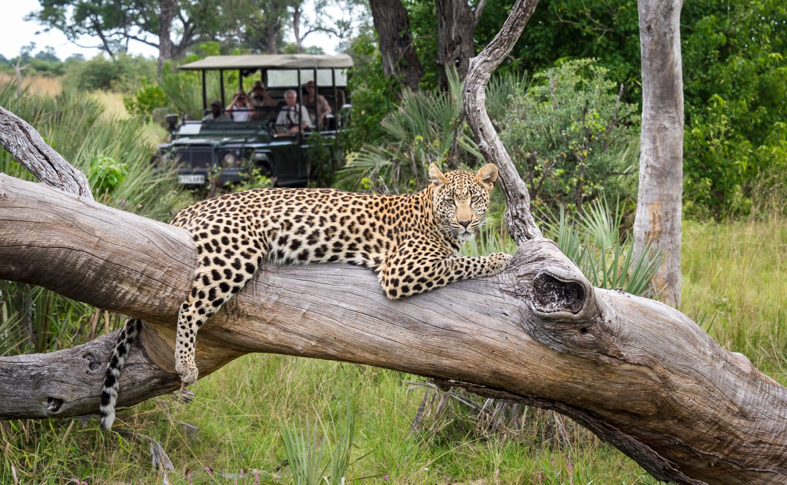 seba camp game drive with guests observing a leopard in a tree on the best botswana safari