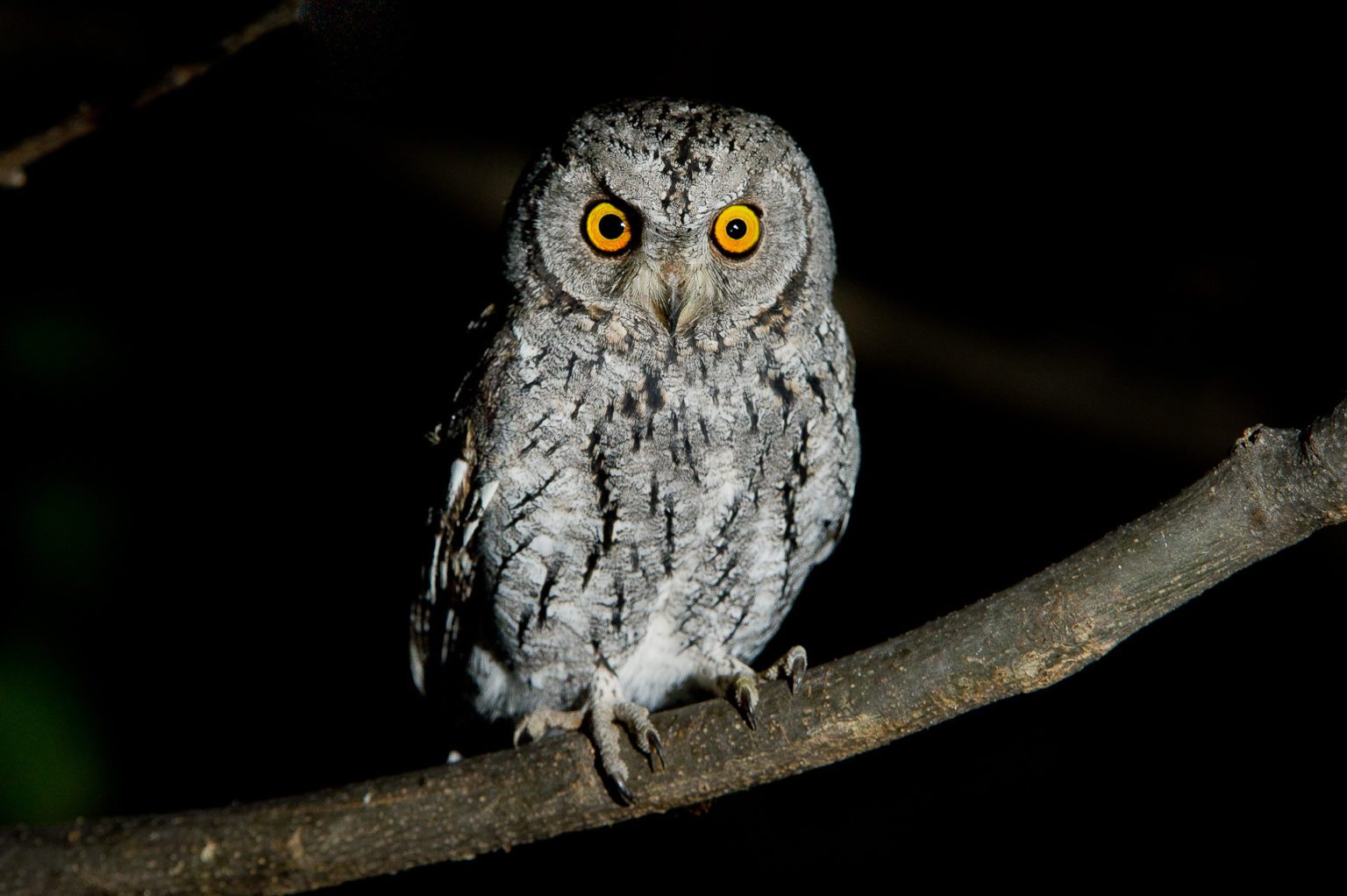 owl on a night game drive safari vumbura plains botswana