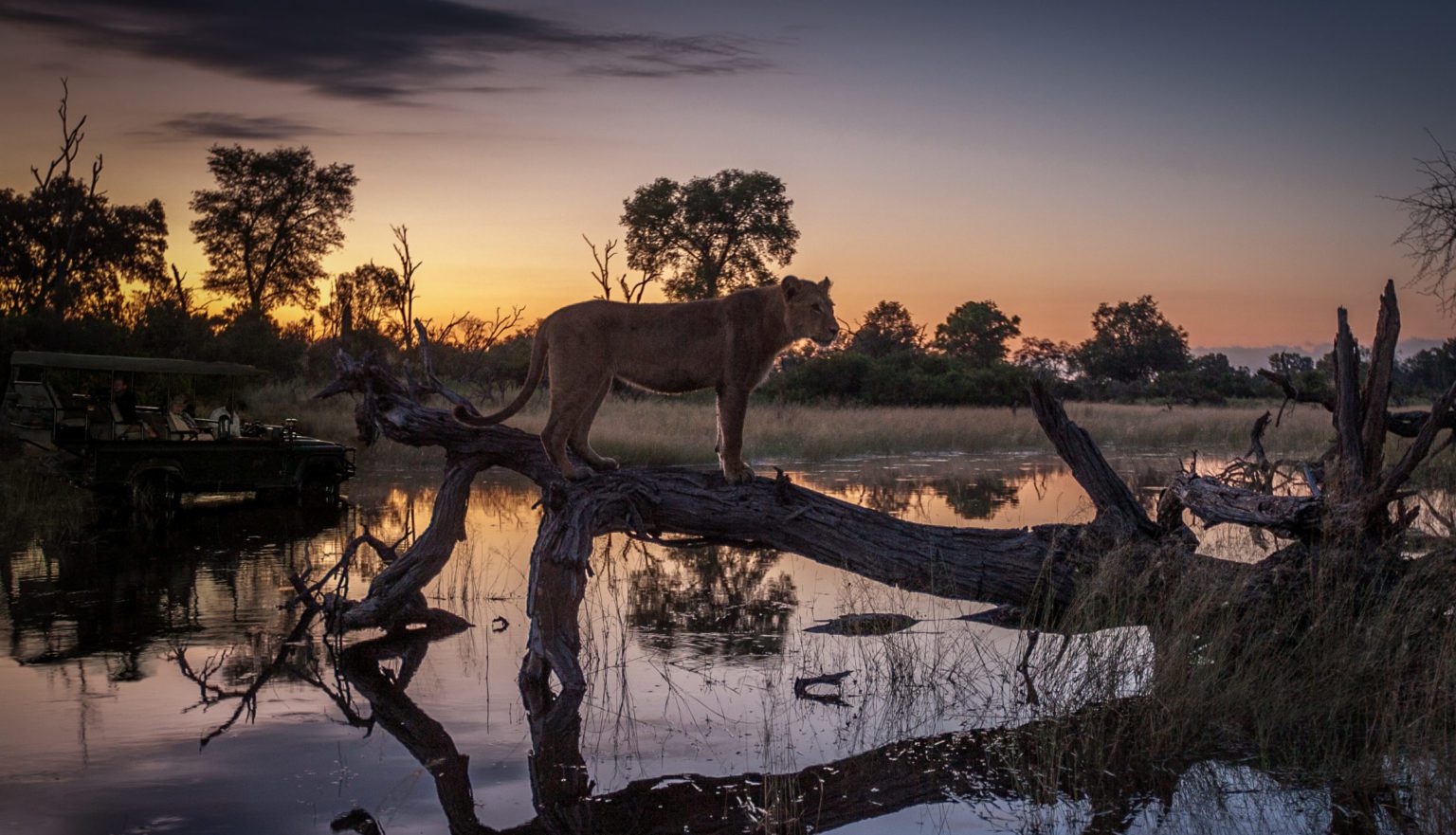 Chitabe Camp Okavango Delta leopard walking along fallen tree over water on the best botswana safari