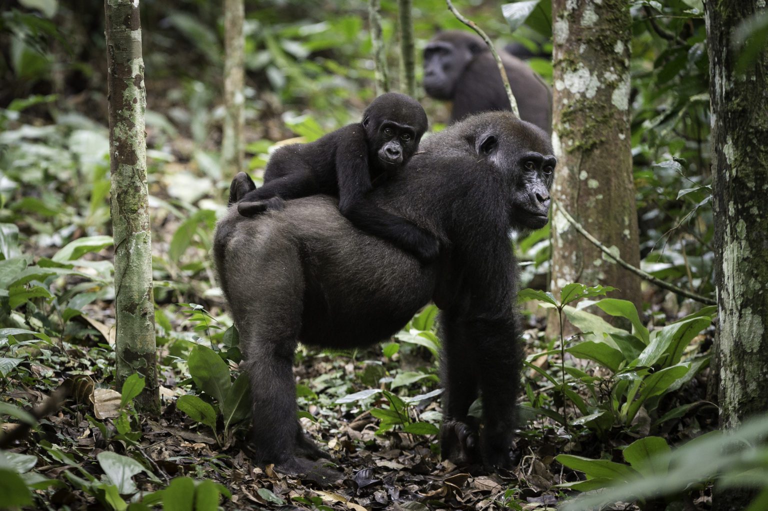Congo Ngaga Camp Gorilla with baby gorilla on back