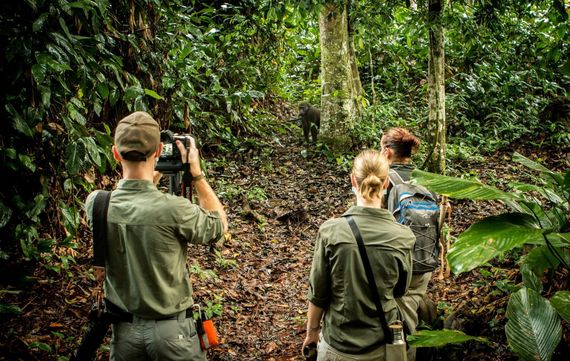 Congo Ngaga Camp guests trekking and observing gorilla in distance