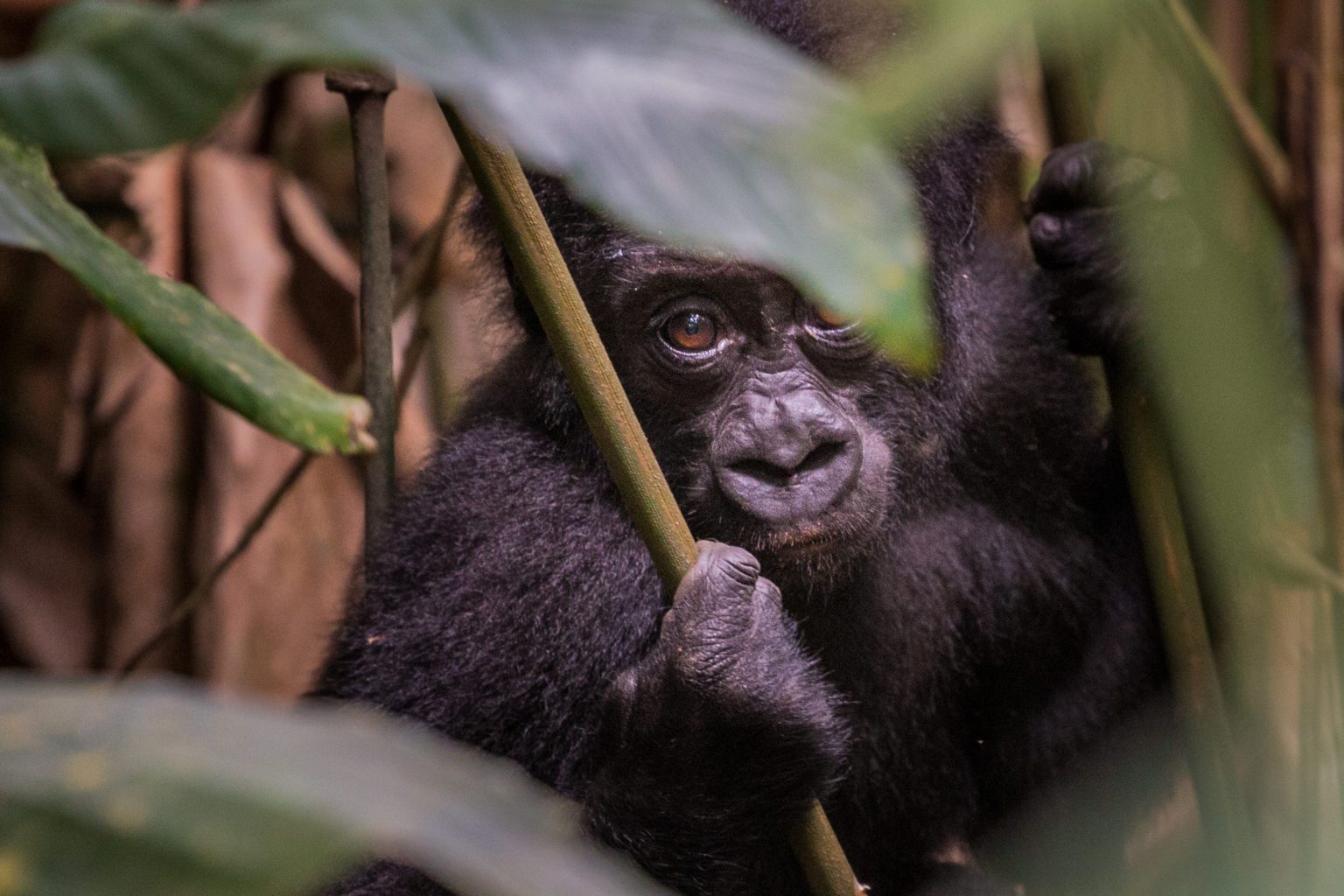 Odzala National Park - gorilla peeking through leaves