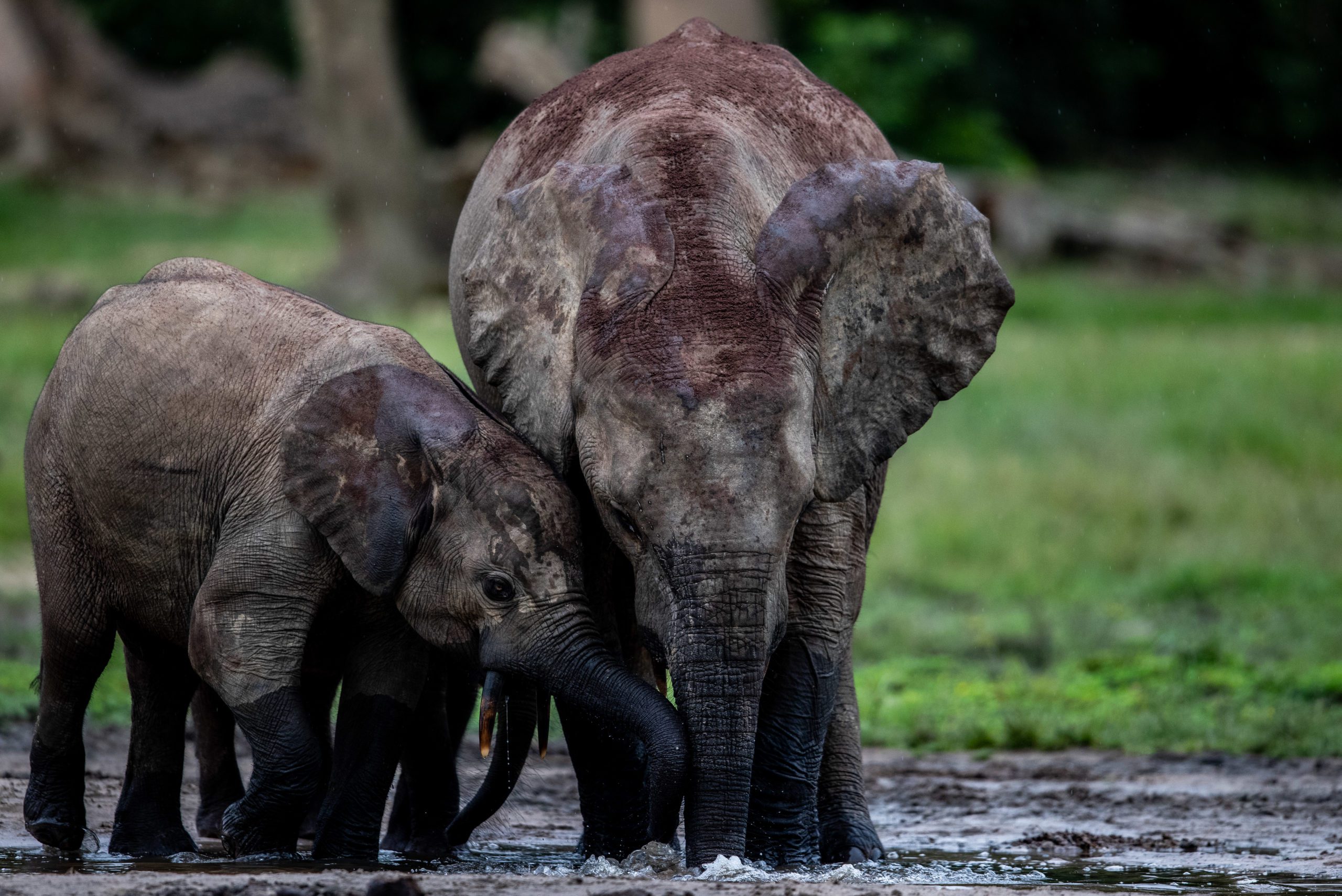 Sangha Lodge Congo Odzala two elephants in river seen on Congo Basin safari