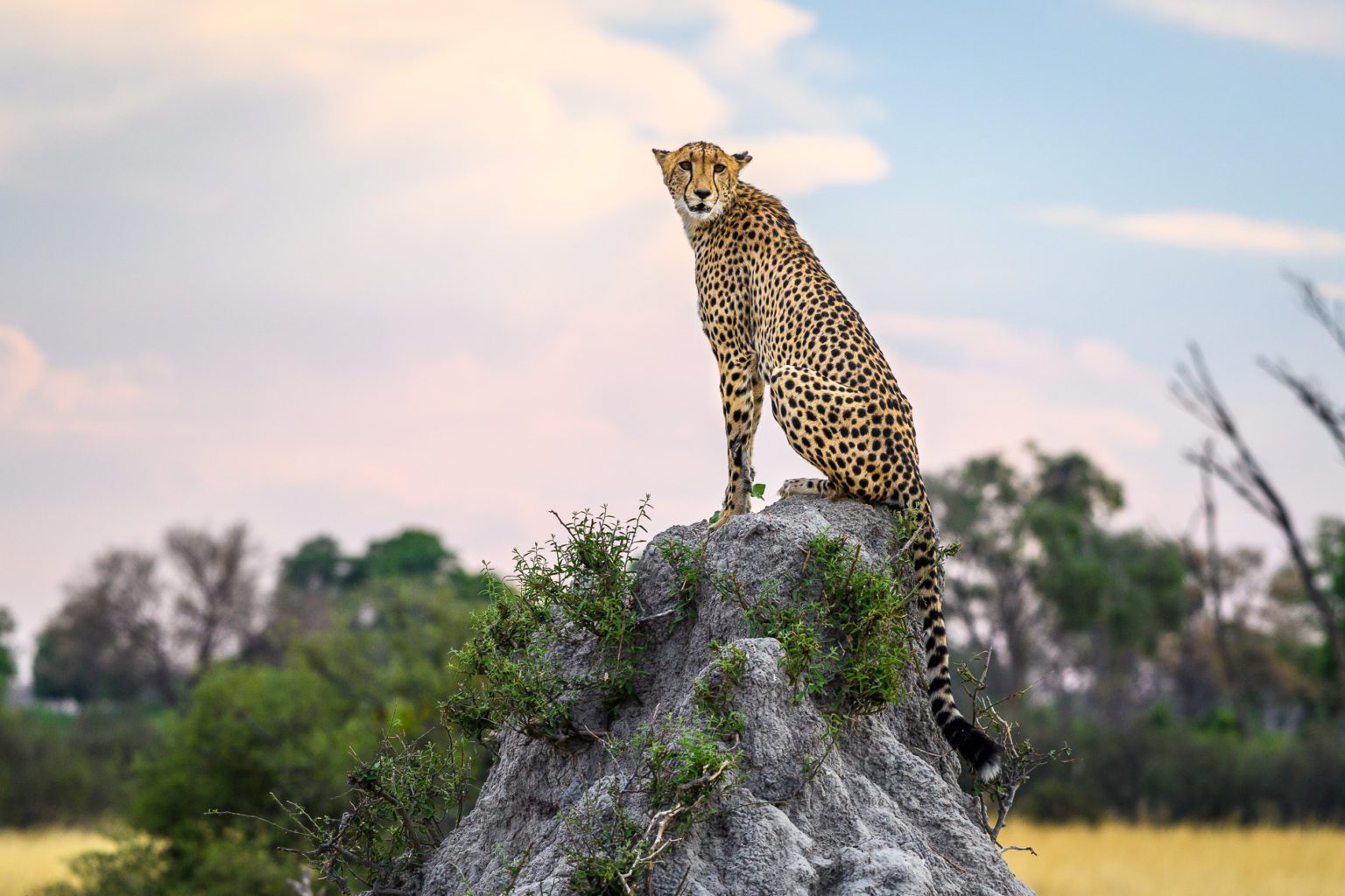 cheetah on a rock vumbura plains botswana