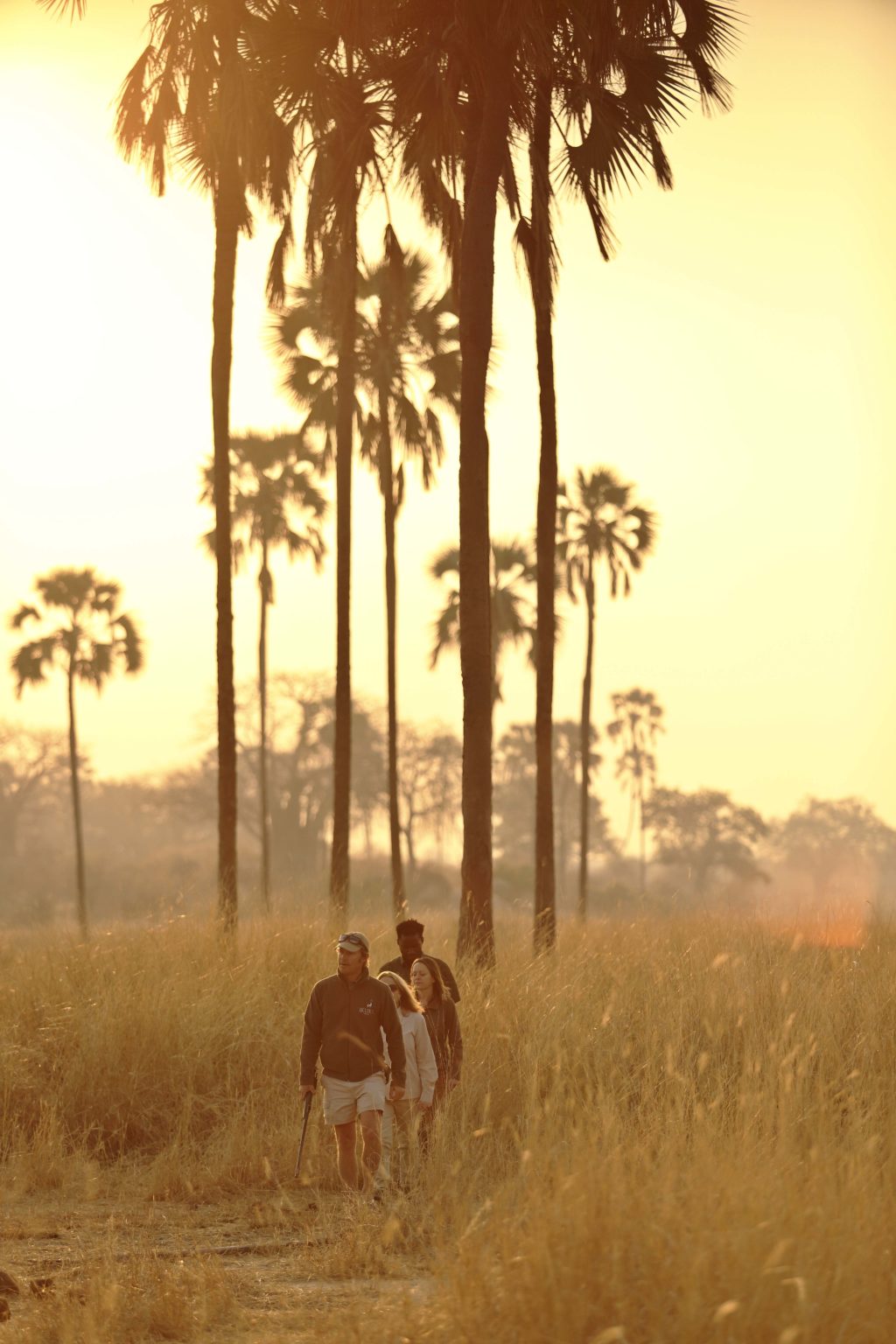walking safari through the golden grass and palm trees at sunset in Ruaha on Tanzania safari