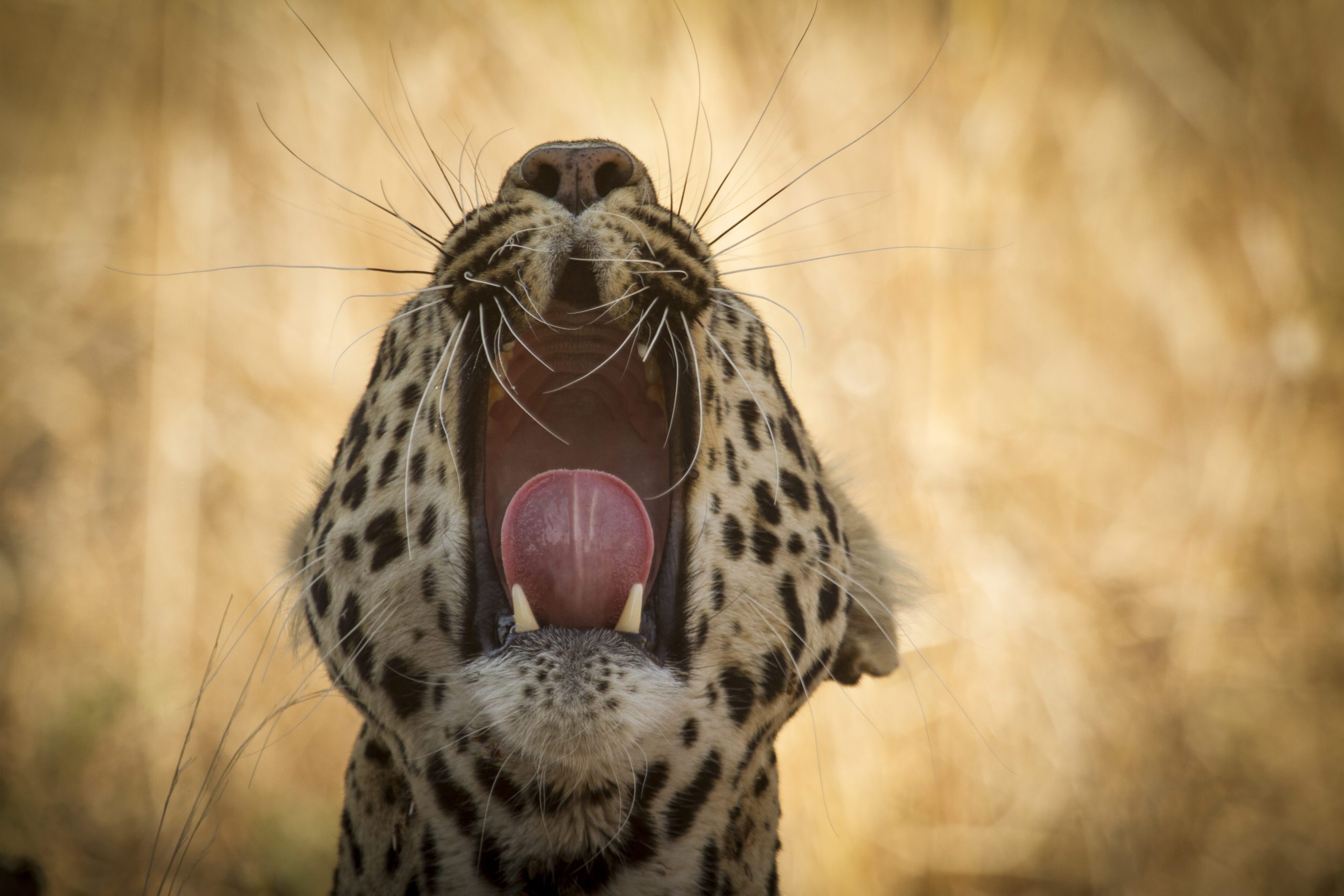 head shot of a leopard yawning with golden grass in the background.