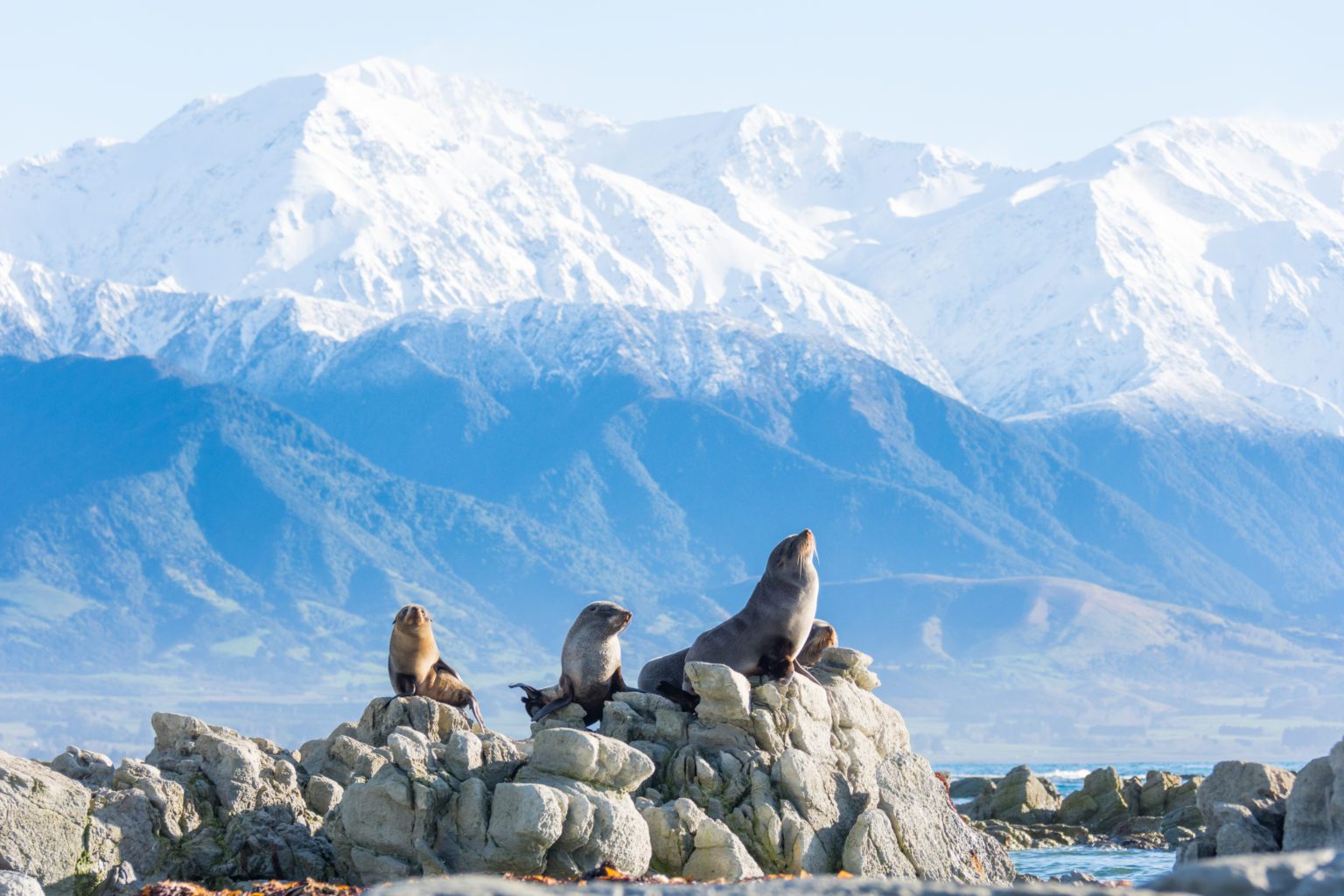 seals atop some rocks with snowy mountains in the background