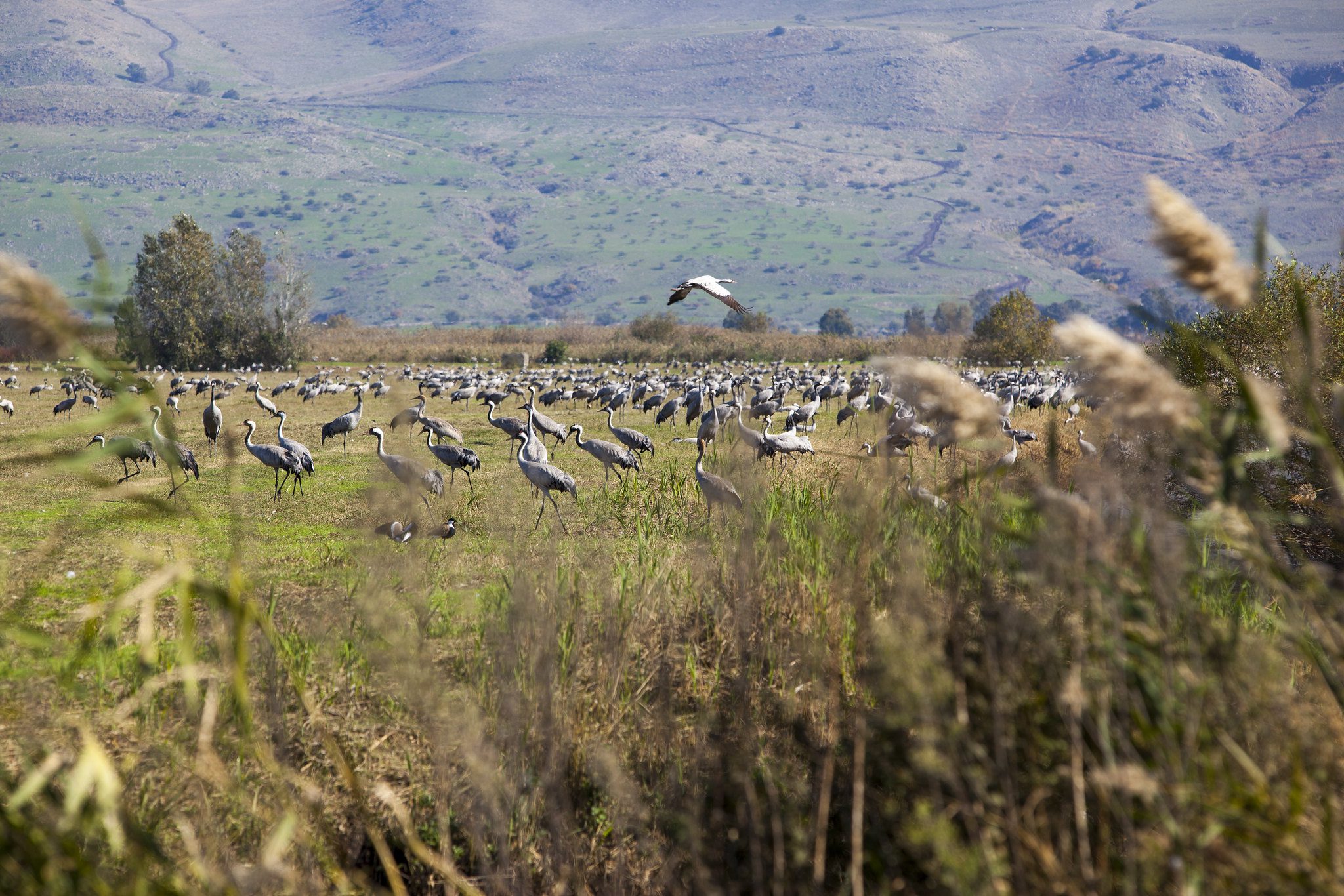 Hula birds in northern Israel