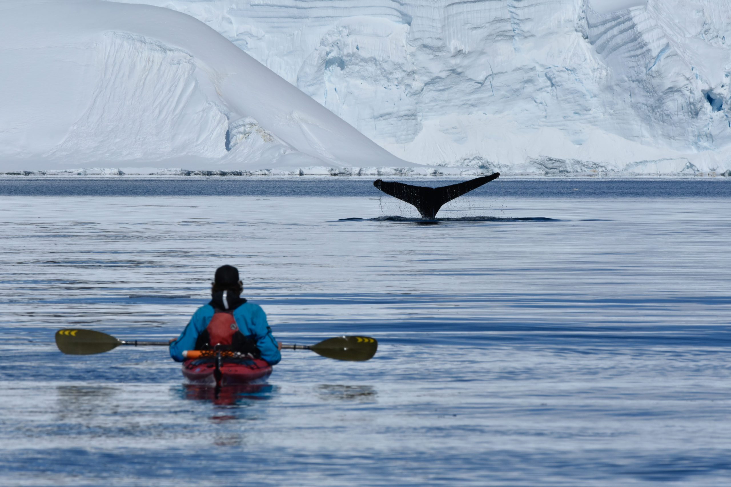 solo kayak-er observing the flute of a whale tail entering the water near the shores of the Antarctic Peninsula