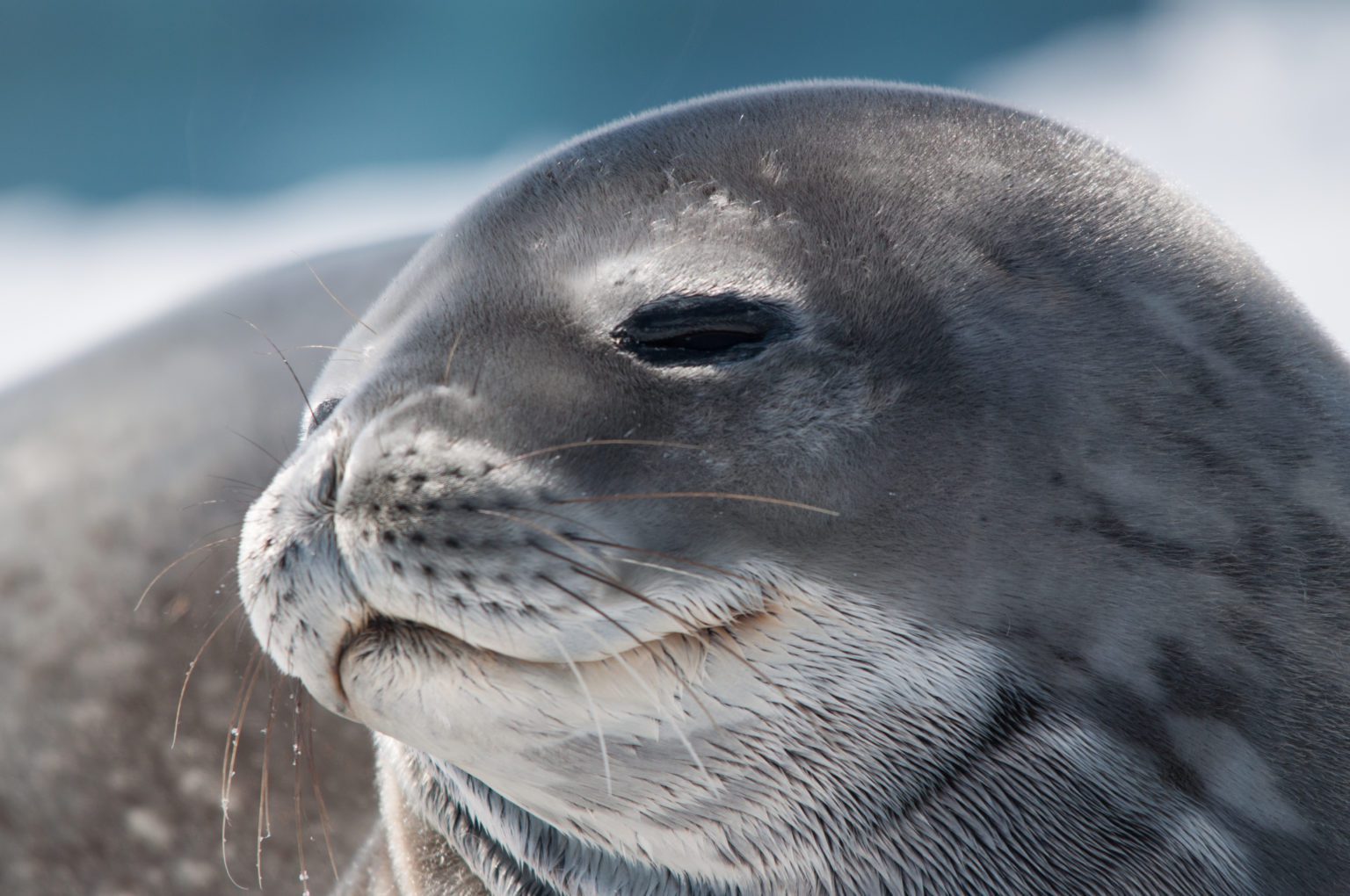 happy seal basking in the sun on the Antarctic Peninsula