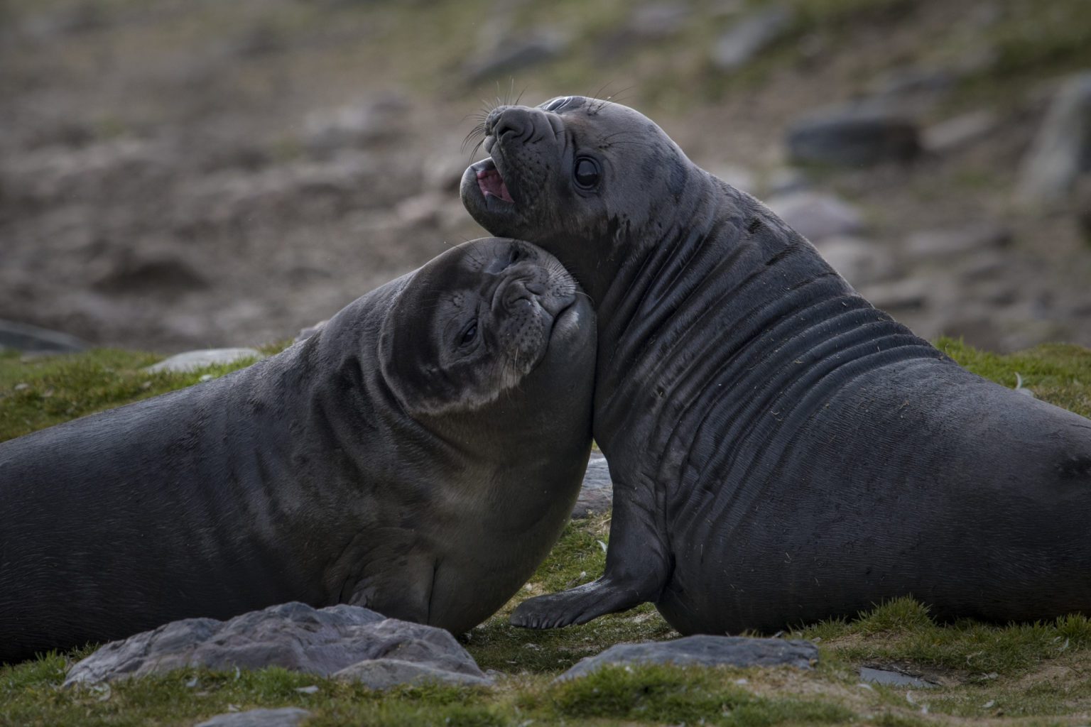 two seals cuddling on the shore on South Georgia