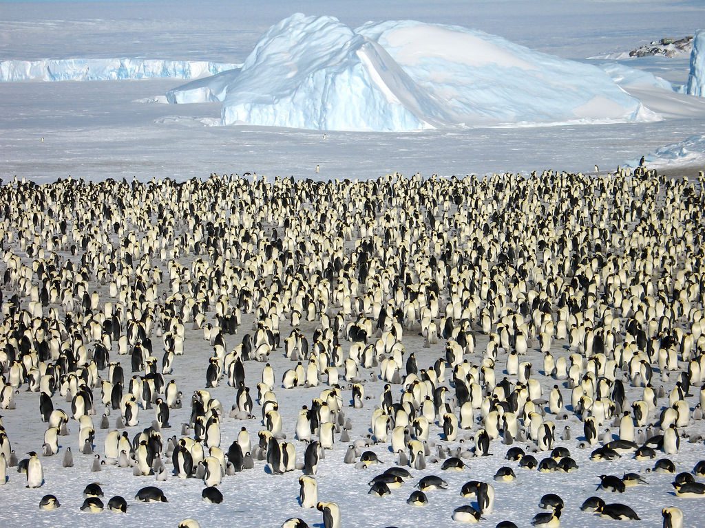 a colony of 28,000 emperor penguins in Antarctica