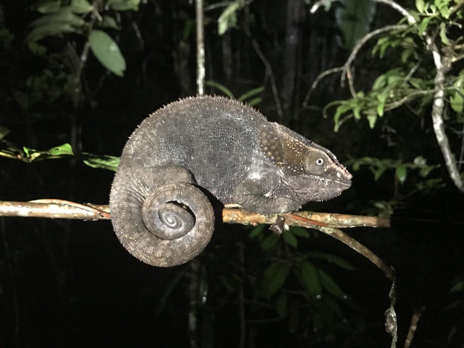 Chameleon in tree during night walk at Andasibe