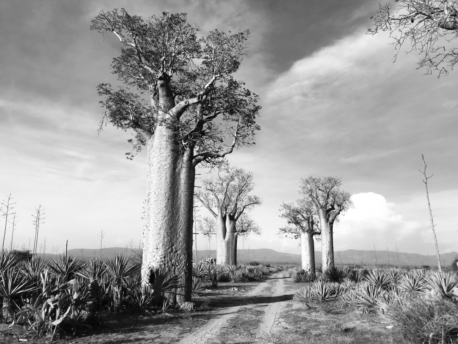 Madagascar, Baobabs at Mandrare