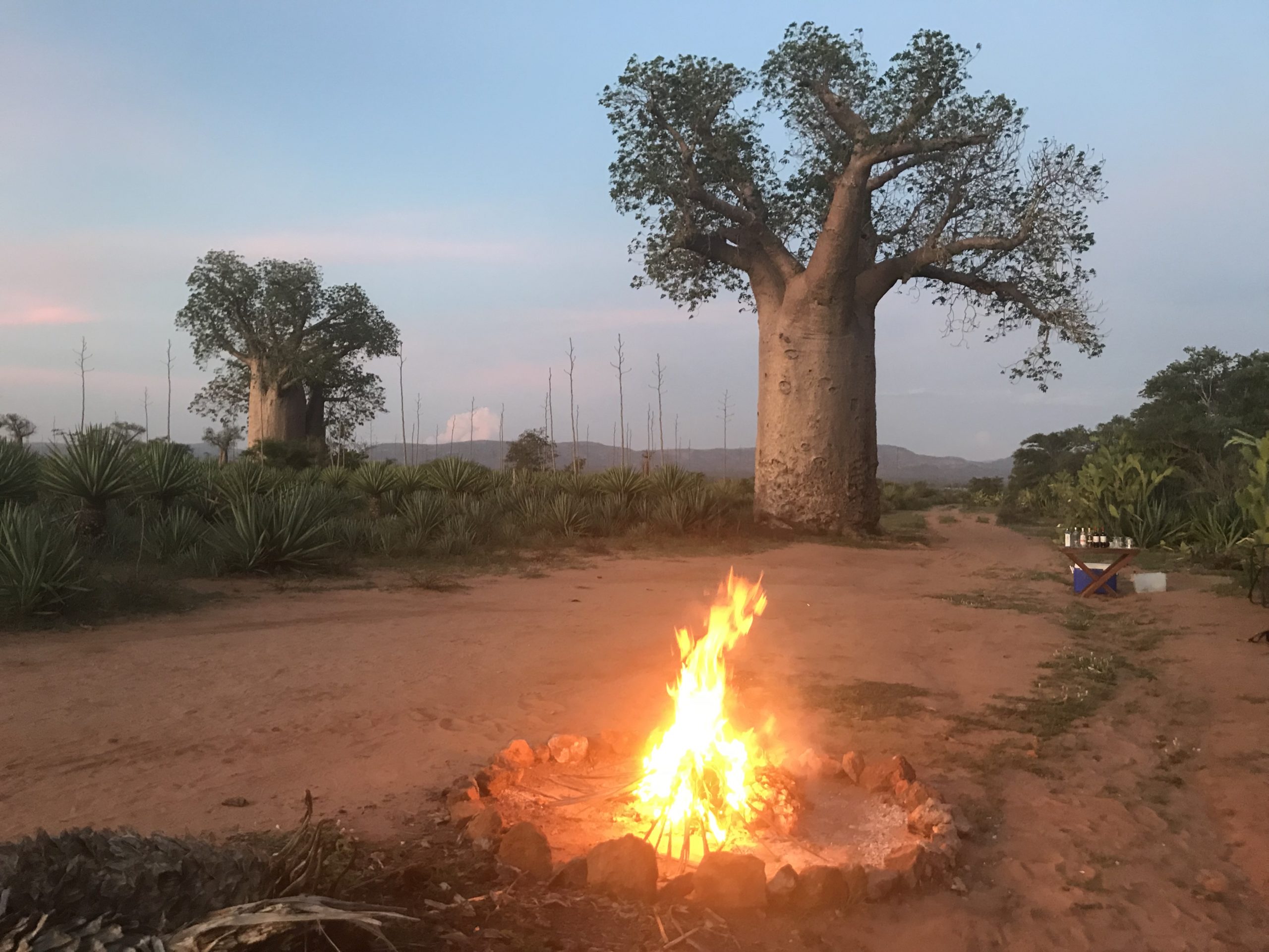 Baobabs with campfire at Mandrare