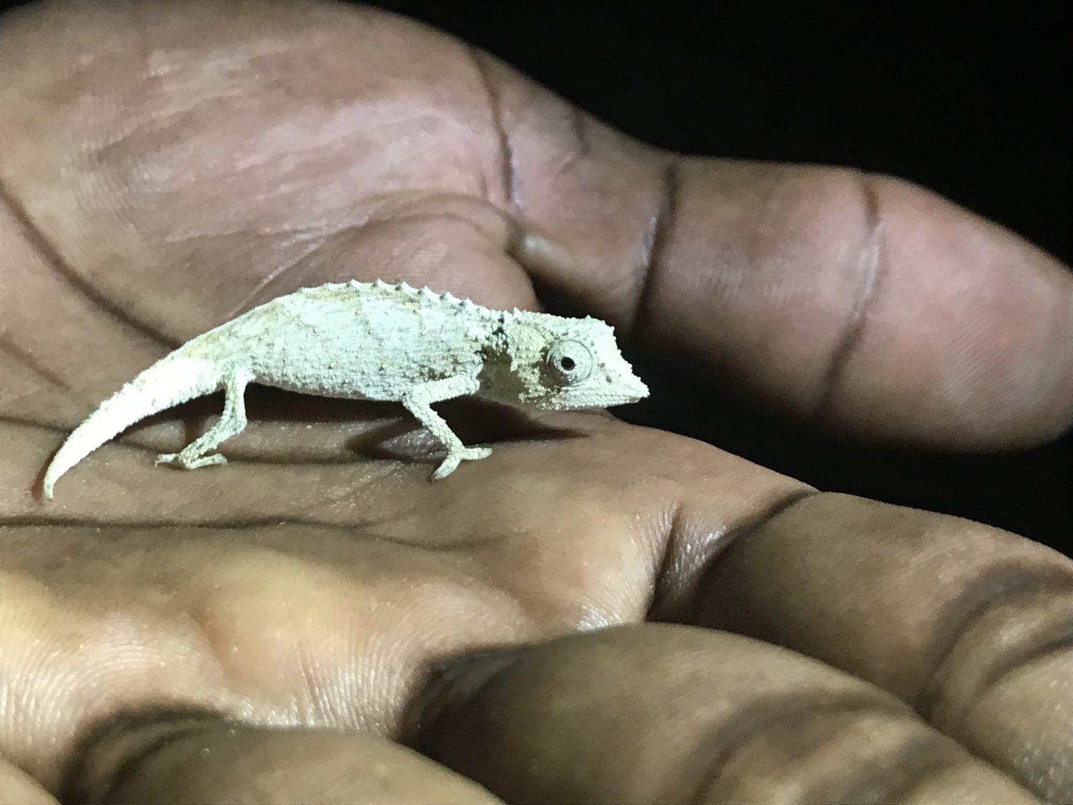 Tiny chameleon in the palm of hand