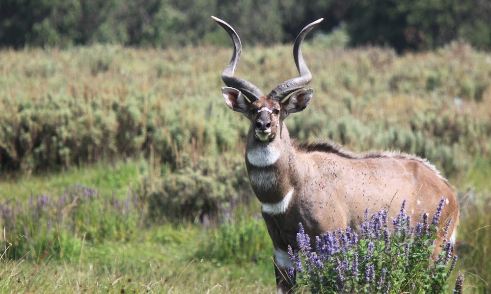 lone mountain nyala standing in the lush green grass with pretty purple flowers in Bale Mountains
