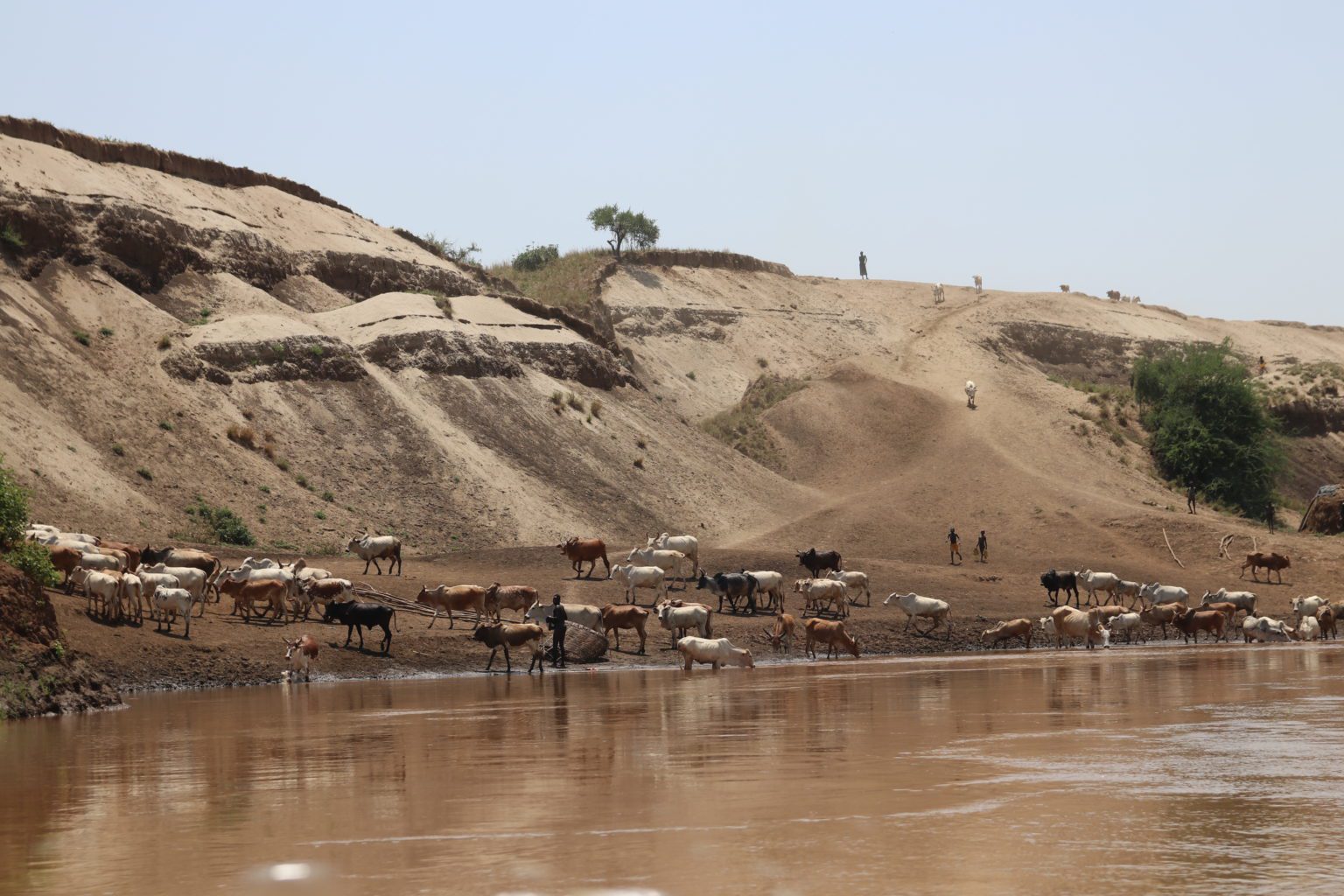 brown omo river with cows drinking from the base with the sandy hilly banks behind them