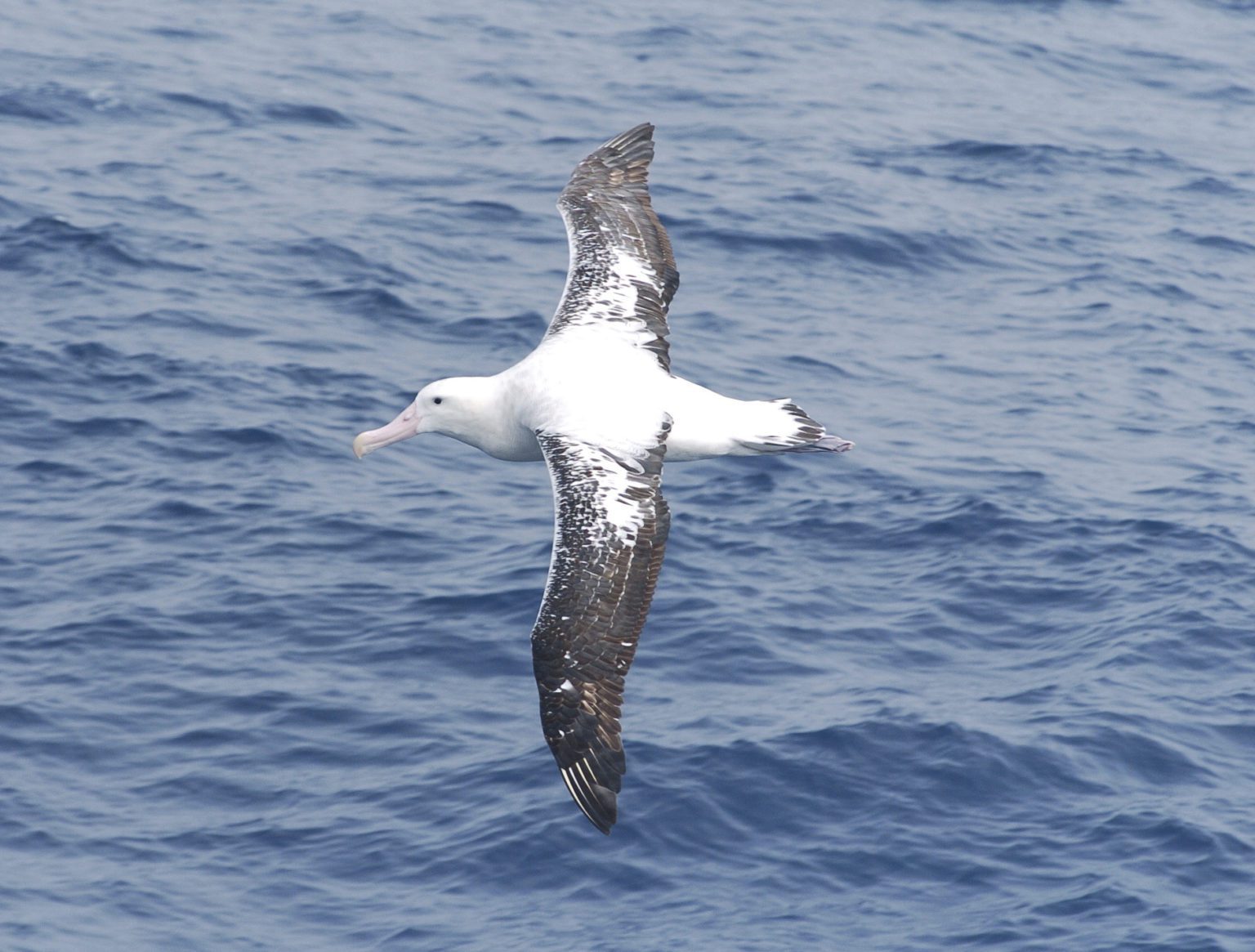 wandering albatross gliding with full wing span over the Antarctic seas