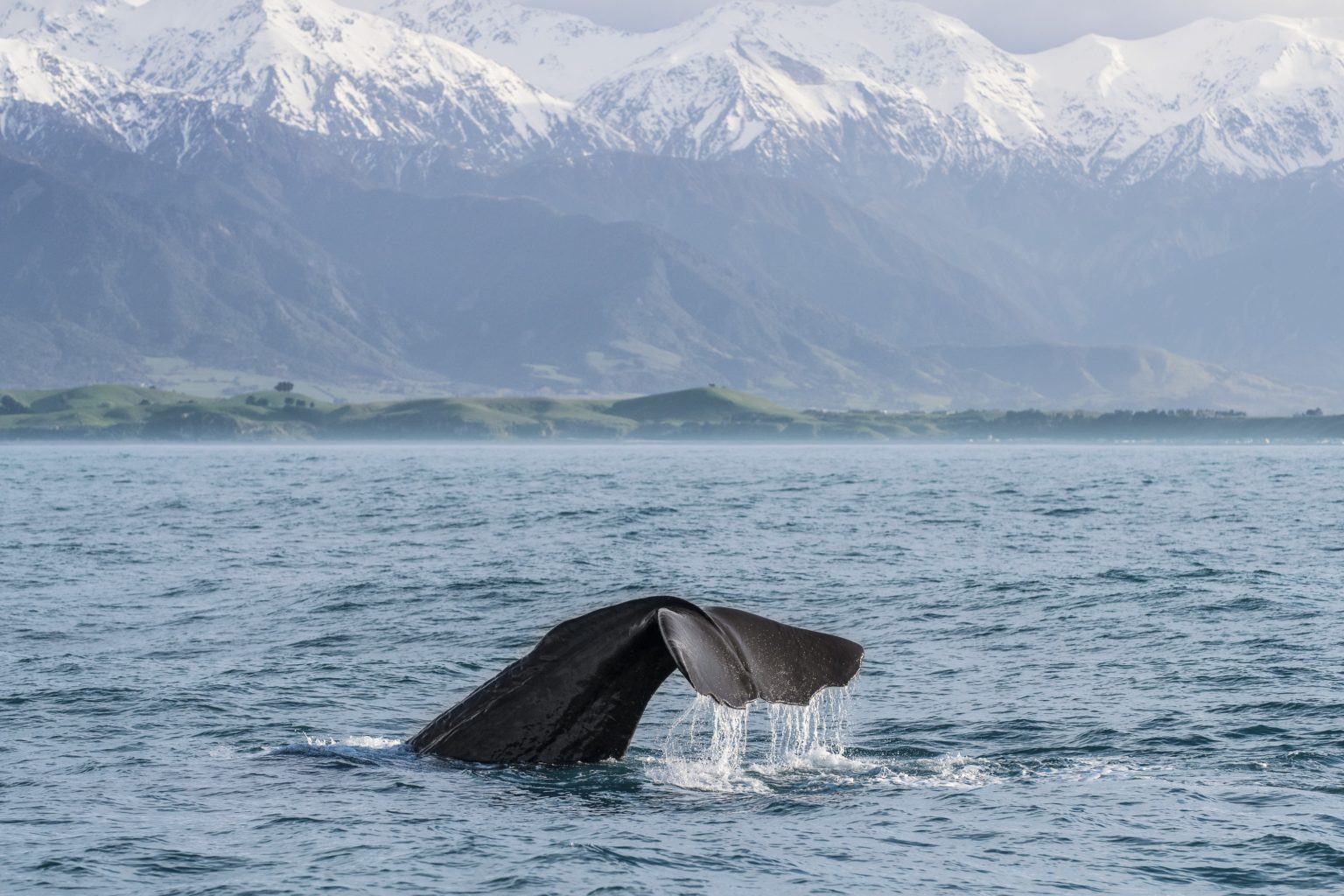 whale tale off the coast of kaikoura
