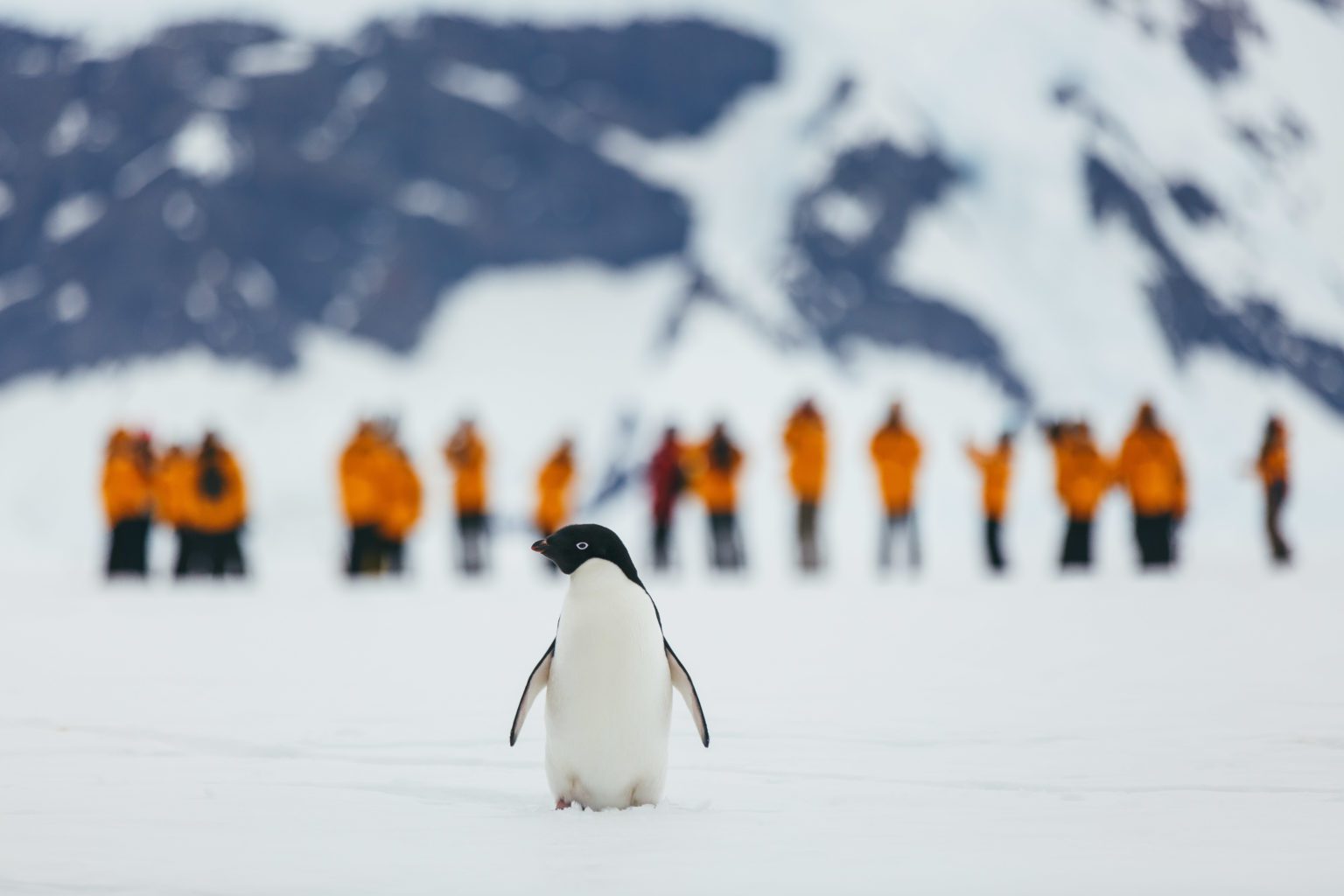 penguin walking on ice toward camera with people in orange coats in the background