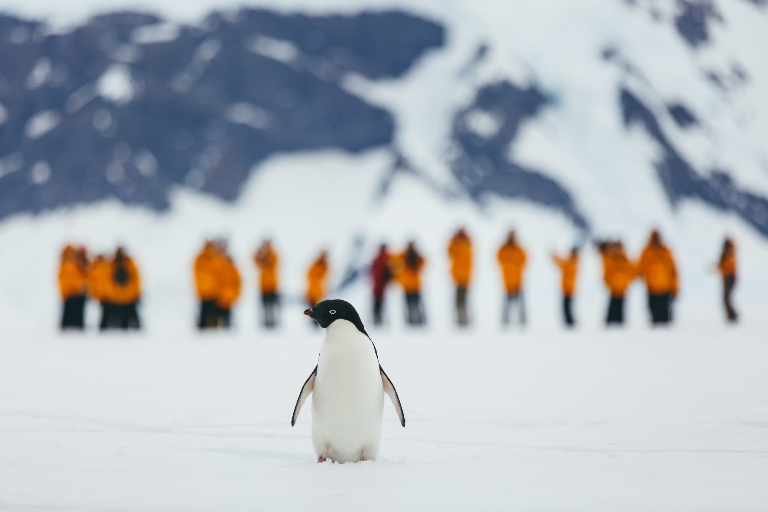 penguin walking on ice toward camera with people in orange coats in the background